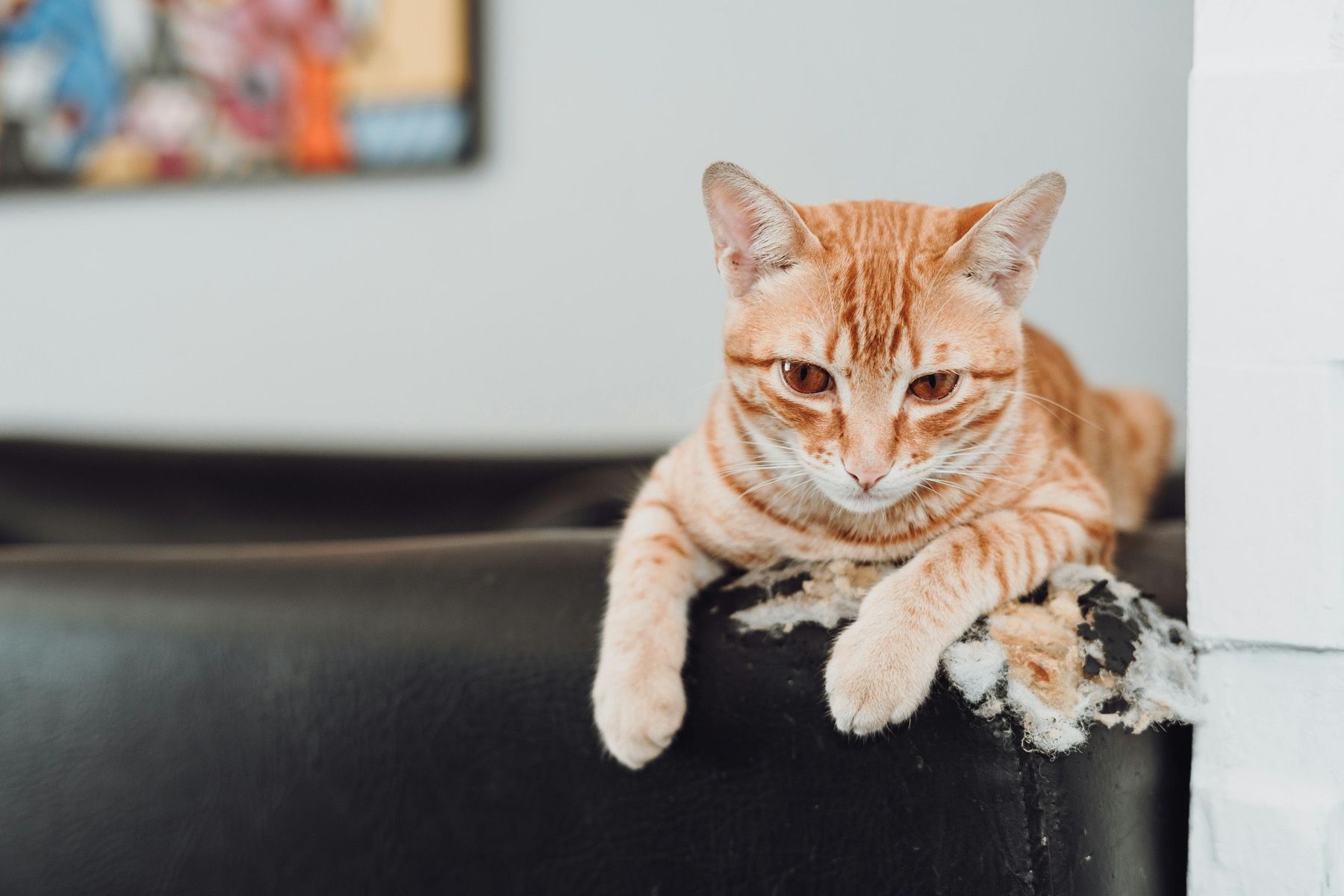 Orange tabby cat on a frayed black leather sofa arm
